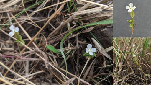 Meet Canscora agni, a new plant named to highlight the role of fire in the conservation of Indian Savannas